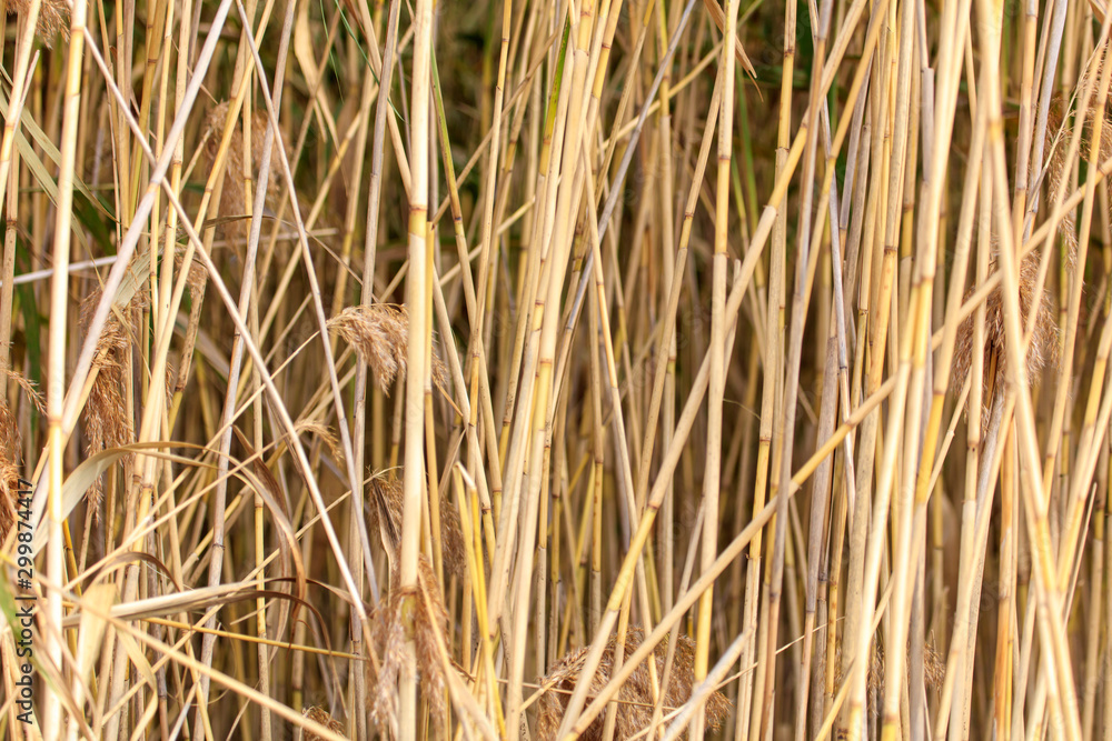 Yellow bulrush as a background in autumn Yellow bulrush as a background in autumn