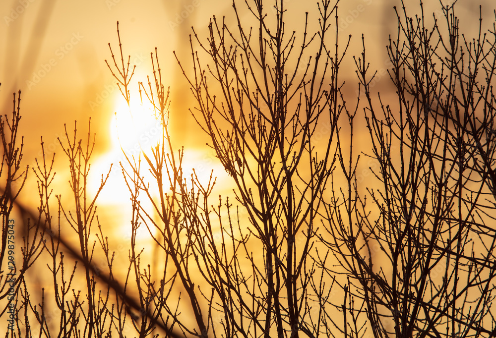 Fototapeta premium Leafless tree branches at dawn of the sun