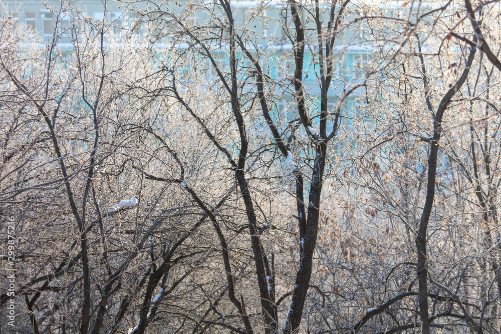 Leafless tree branches at dawn of the sun Leafless tree branches at dawn of the sun