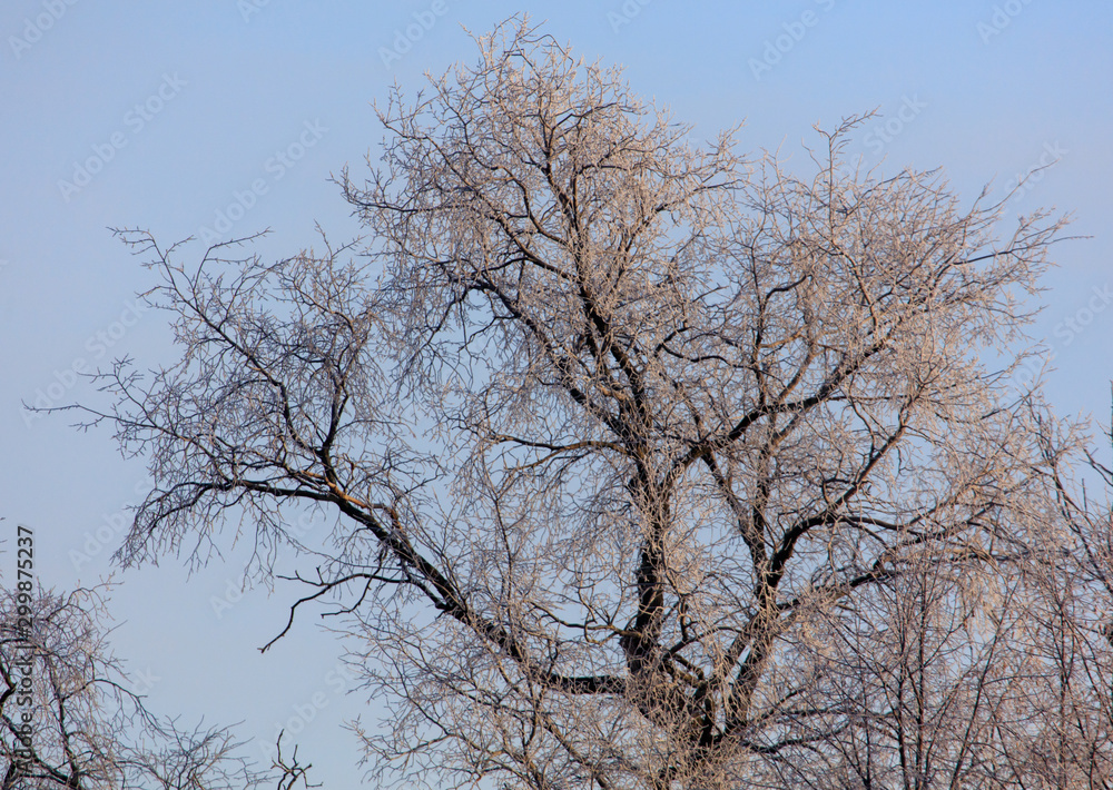 Leafless tree branches at dawn of the sun Leafless tree branches at dawn of the sun