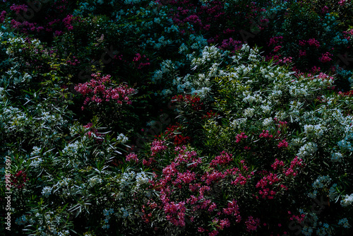 Blühender Oleander im Schattenlicht
