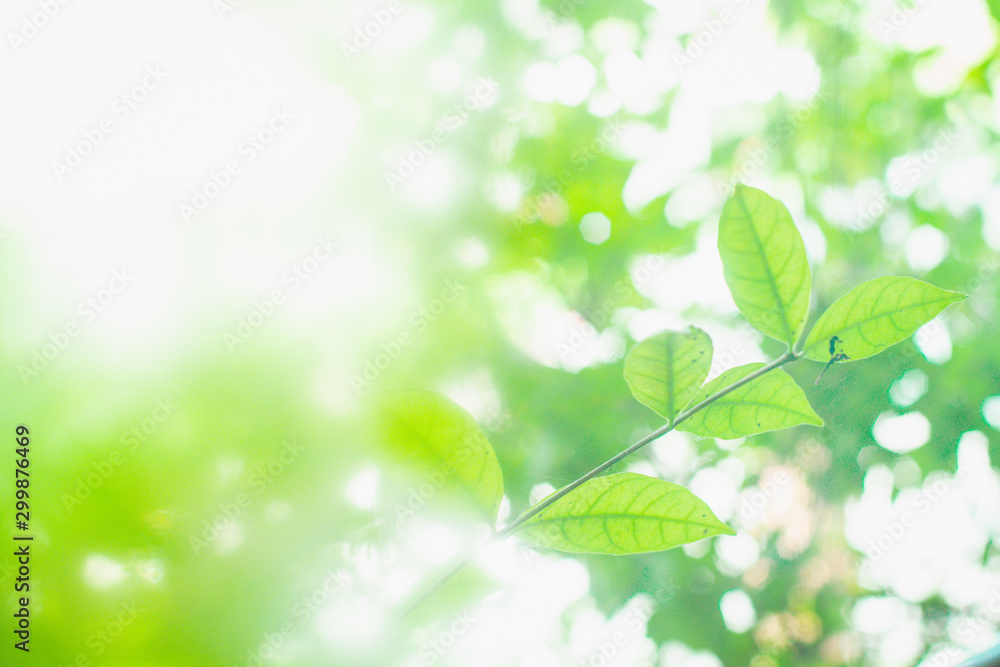 Green leave on abstract blur green background. Green leave on abstract blur green background.