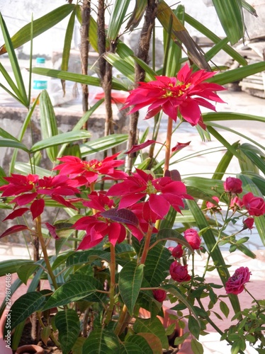 Fotografia Poinsettia (Euphorbia pulcherrima) Red.