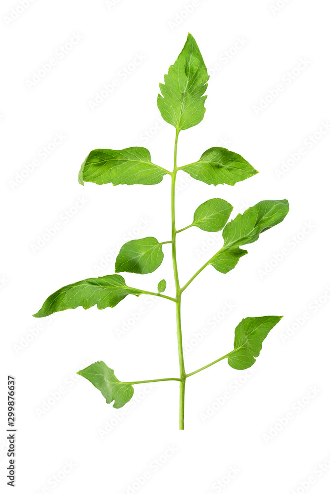 Fototapeta premium Green leaves pattern,leaf tomato tree isolated on white background
