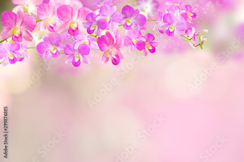  pink and purple orchid flowers border background 