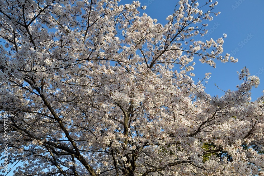 桜 桜