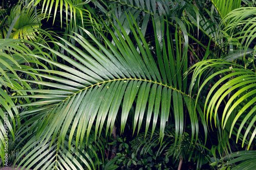 Green leaves pattern Palm tree