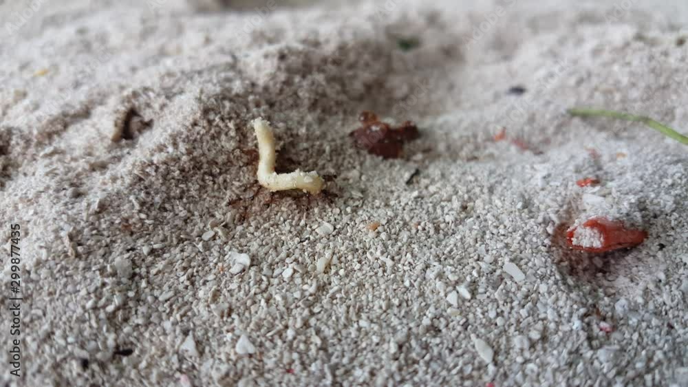 Army Of Black Garden Ants Carrying Food On The White Sand, close up Army Of Black Garden Ants Carrying Food On The White Sand, close up