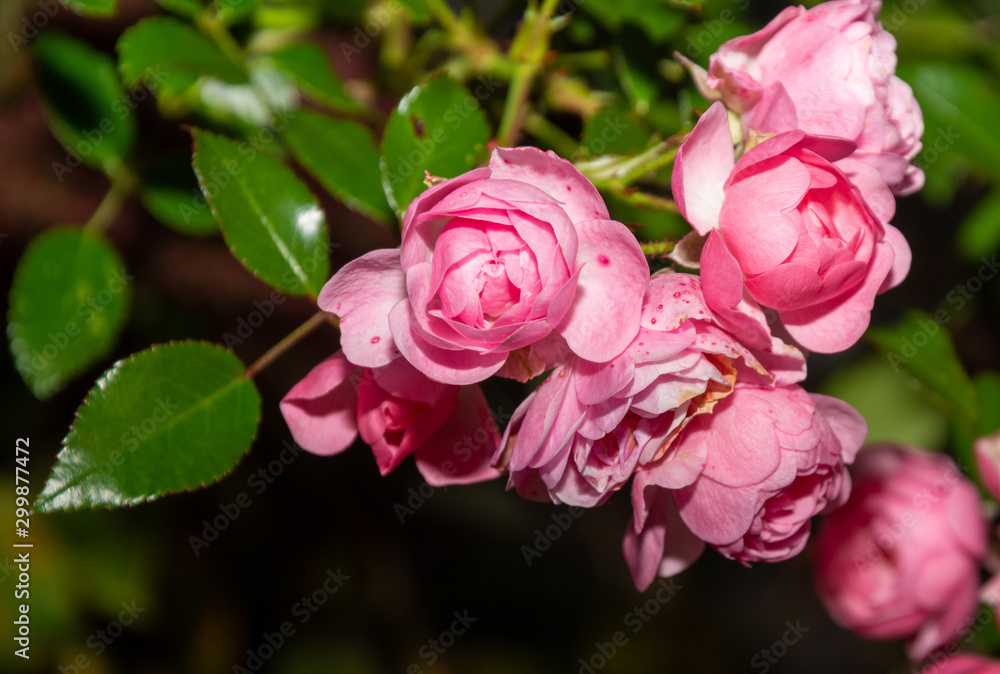 pink rose in the garden pink rose in the garden