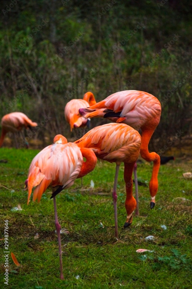 beautiful pink flamingos standing on green grass in reserve at summer sunny day beautiful pink flamingos standing on green grass in reserve at summer sunny day