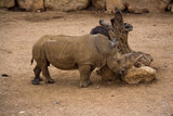 rhinoceros standing on sandy surface in reserve