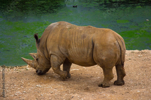 rhinoceros standing on sandy surface in reserve