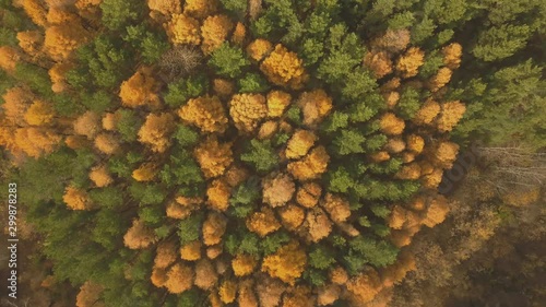 Aerial footage of colorful forest in autumn season. Yellow and green trees