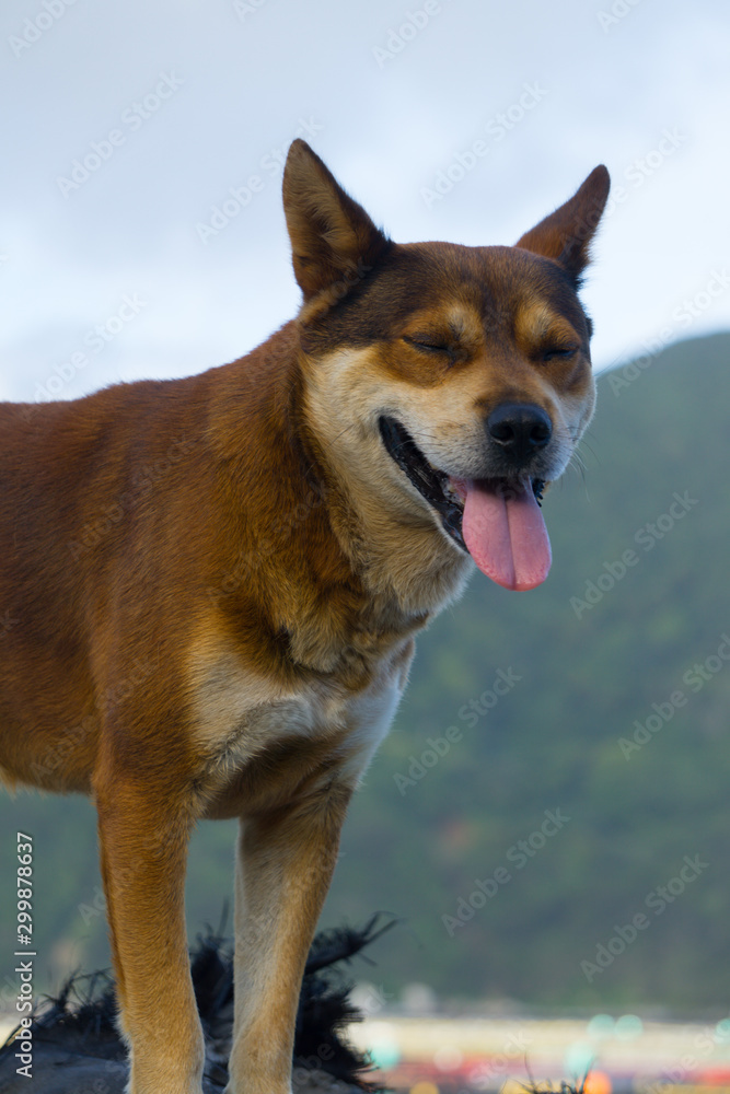 野良犬 野良犬