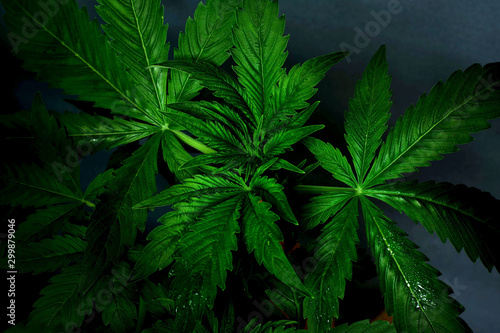 large green cannabis leaves with dew drops of the genus Indica on dark background