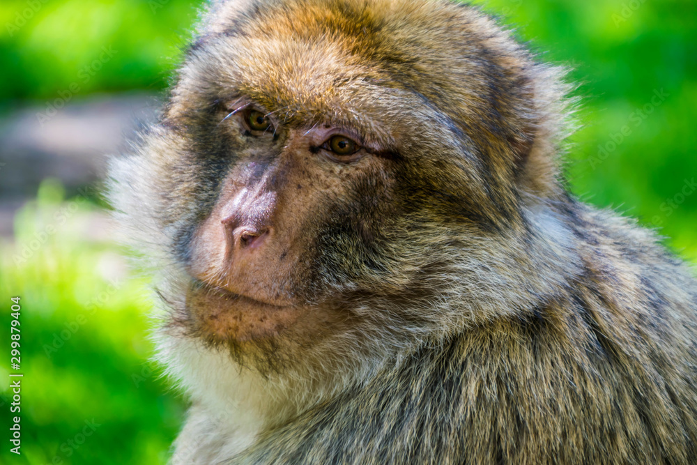 Fototapeta premium Macaque de Barbarie ou Magot.