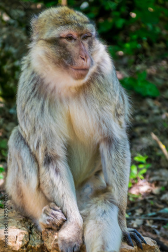 Macaque de Barbarie ou Magot. © Bernard GIRARDIN