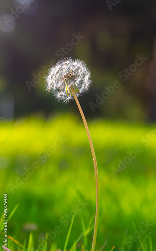 One dandelion flower on green blurred background 
