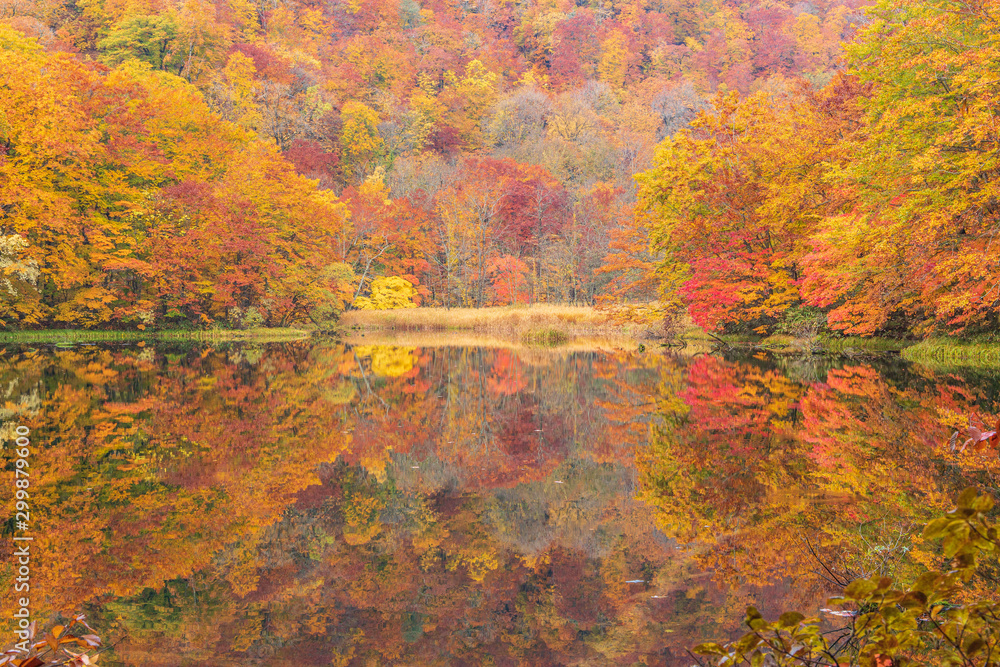 Naklejka premium Towada Hachimantai National Park in autumn