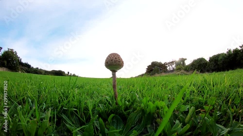 Last standing wild macrolepiota procera mushroom plant being destroyed by a human leg
