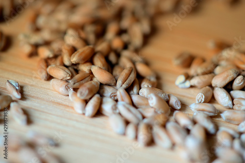 Wheat grains scattered on a wooden surface close-up. Toned background