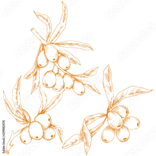 Orange hippophae plant. Vector icon on white background.