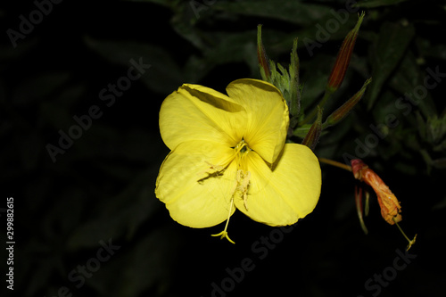 yellow lily flower