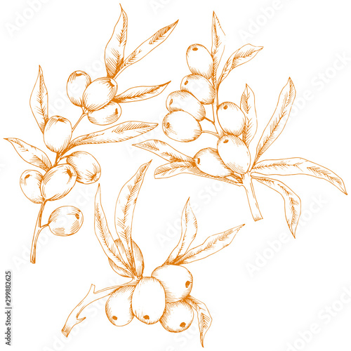 Orange hippophae plant. Vector icon on white background.