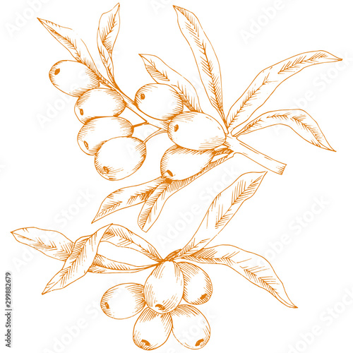 Orange hippophae plant. Vector icon on white background.