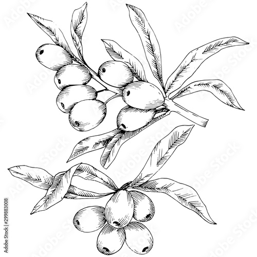 Hippophae plant vector icon on white background.