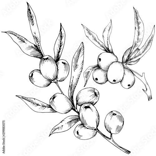 Hippophae plant vector icon on white background.