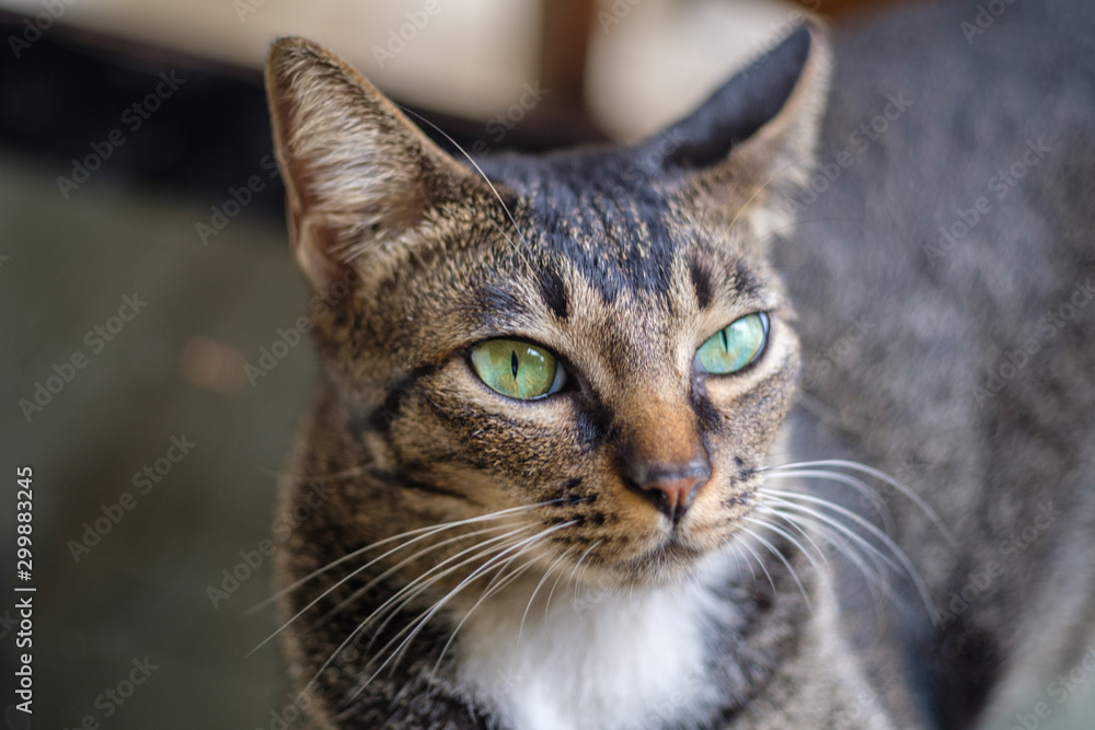Cat Cat