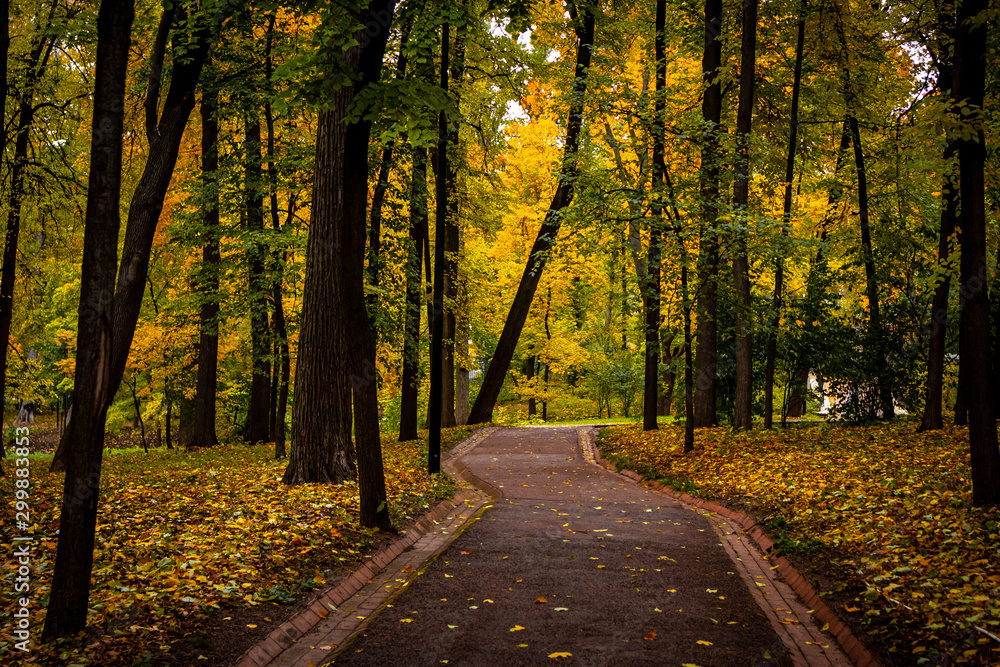 The road in the fall park. Autumn forest. The road in the fall park. Autumn forest.