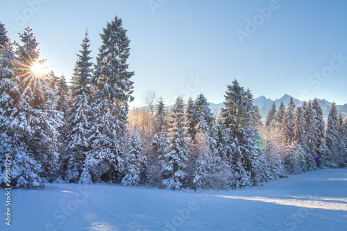 Christmas holiday background. Winter nature. Snowy trees with bright sun. Scenic winter in morning sunlight. Forest covered by snow and hoarfrost