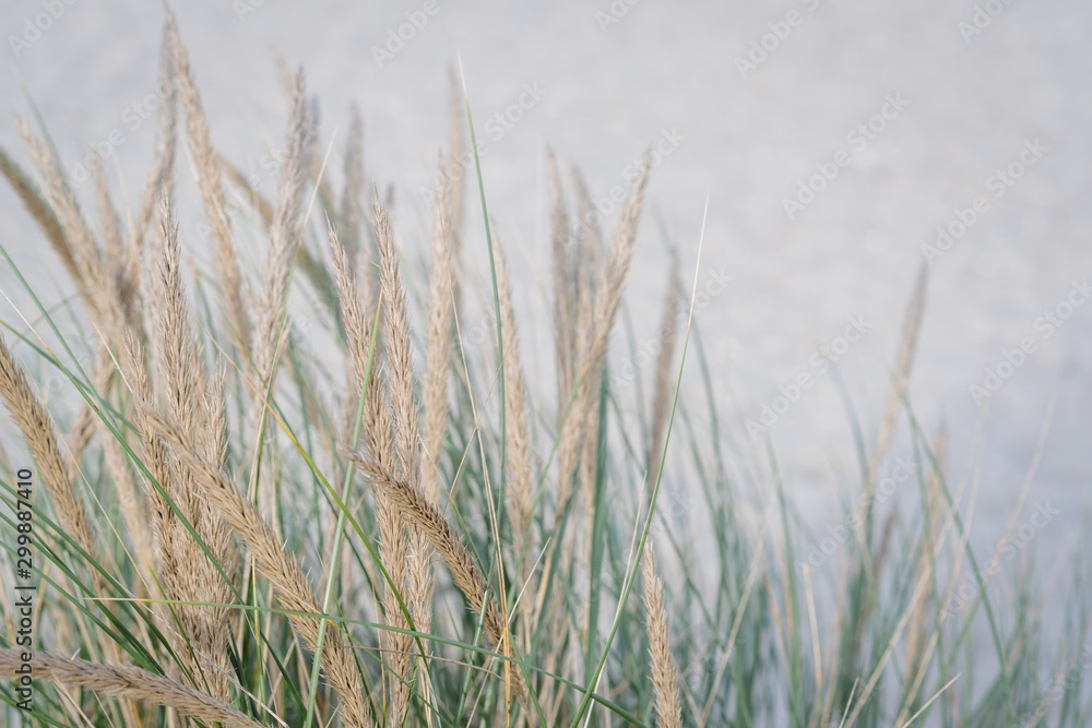 zarte Gräser am Strand und Sand mit Platz für Text. Selektive Schärfe