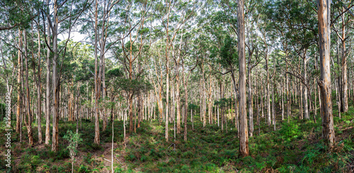 Fotografie Boronup Forest