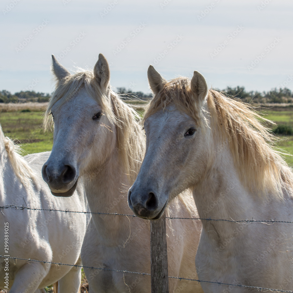 Fototapeta premium paysage de camargues