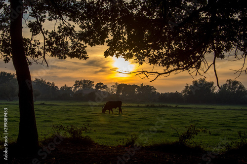 paysage de camargues