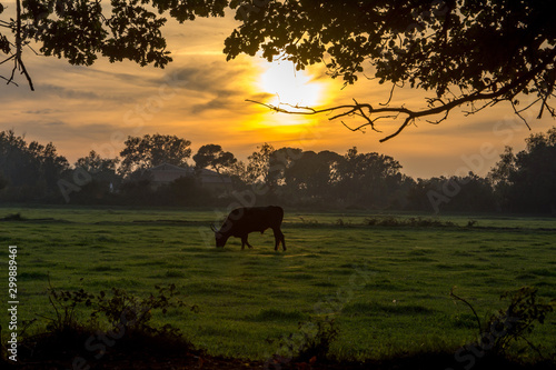 Valokuva paysage de camargues
