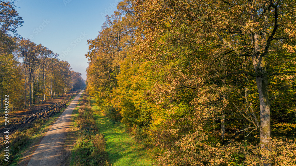Beautiful autumn in Veliko Korenovo forest near Bjelovar from above