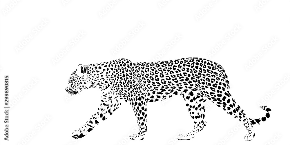 Naklejka premium Leopard isolated image. Spots can be made of any color