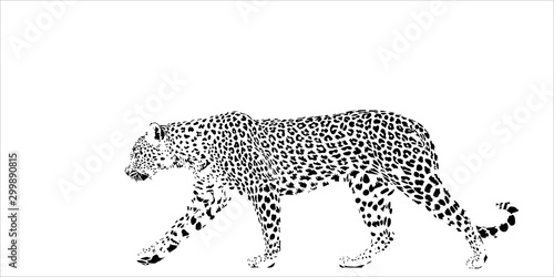Fotografie, Obraz Leopard isolated image. Spots can be made of any color