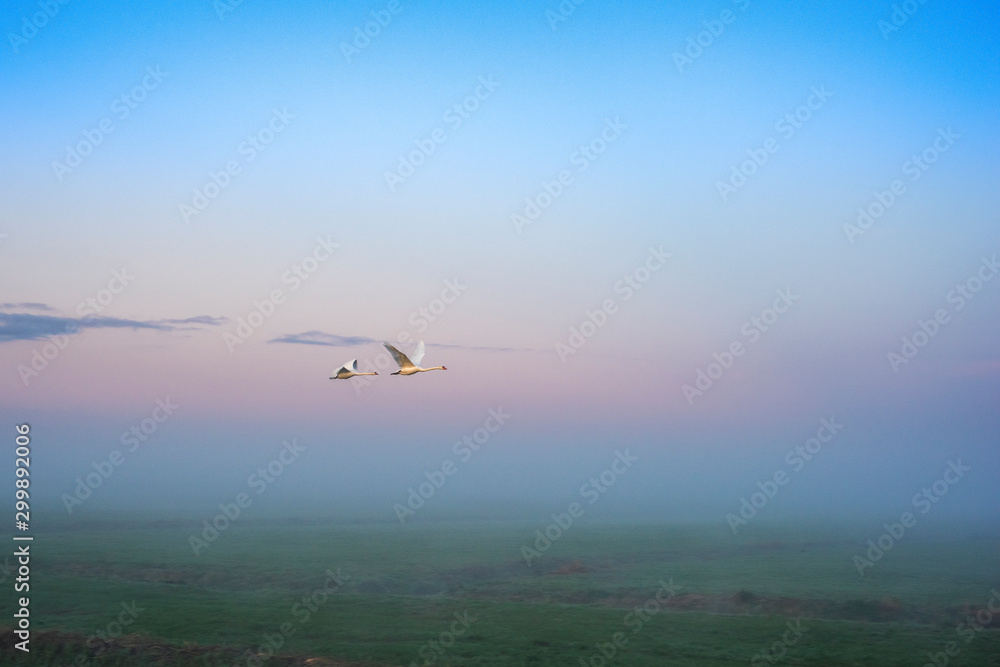 Swan flying over dutchlandscape