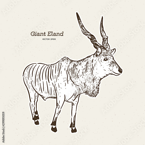 The giant eland (Taurotragus derbianus), hand draw sketch vector.
