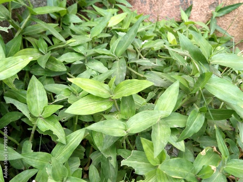 Wallpaper Mural Commelina caroliniana  commonly known as Carolina Dayflowers and also known as Commelina maculata and Commelinaceae and commelina diffusa Torontodigital.ca
