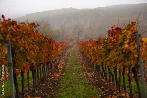 colorful autumn vineyards landscape 