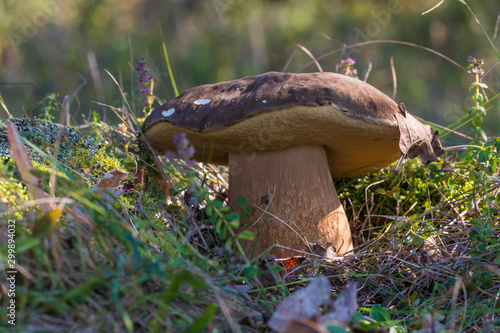 Boletus aereus, Dark cep or Bronze bolete mushroom, highly prized and much sought-after edible mushroom in the family Boletaceae. photo
