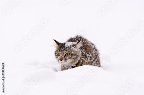 Cat in the snow photo