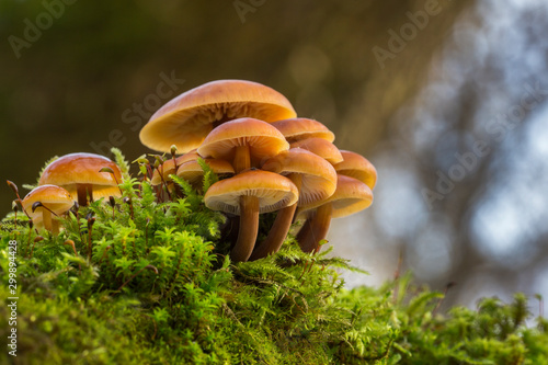 Mushroom Velvet Shank (Flammulina velutipes) on tree bark