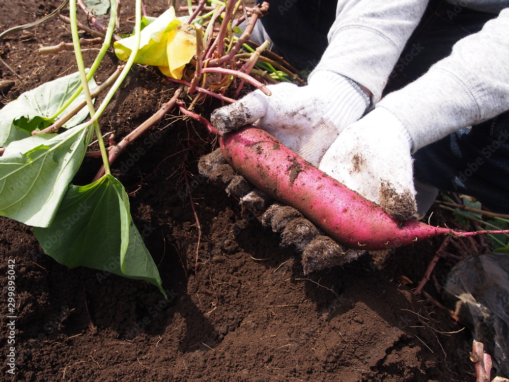 Obraz premium さつま芋の収穫